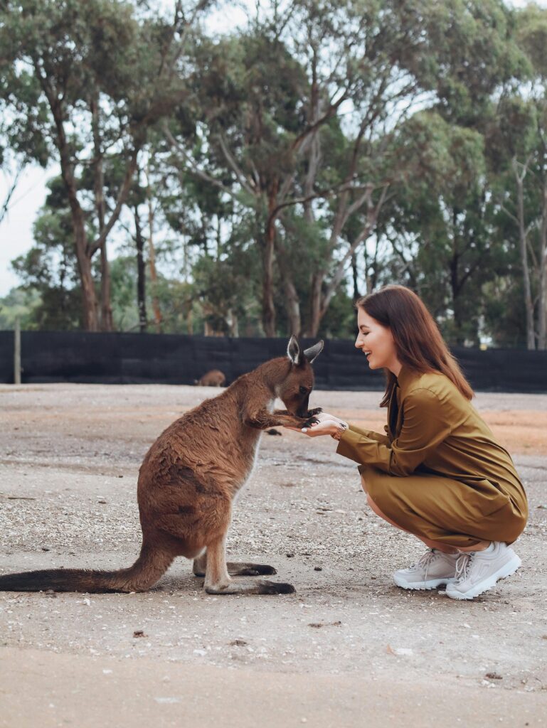 Full body cheerful stylish female in brown dress playing with cute kangaroo and holding kangaroo paws while visiting savanna zoo